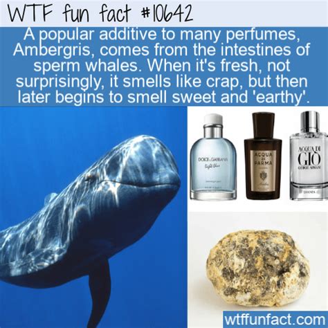 whale sperm perfume.